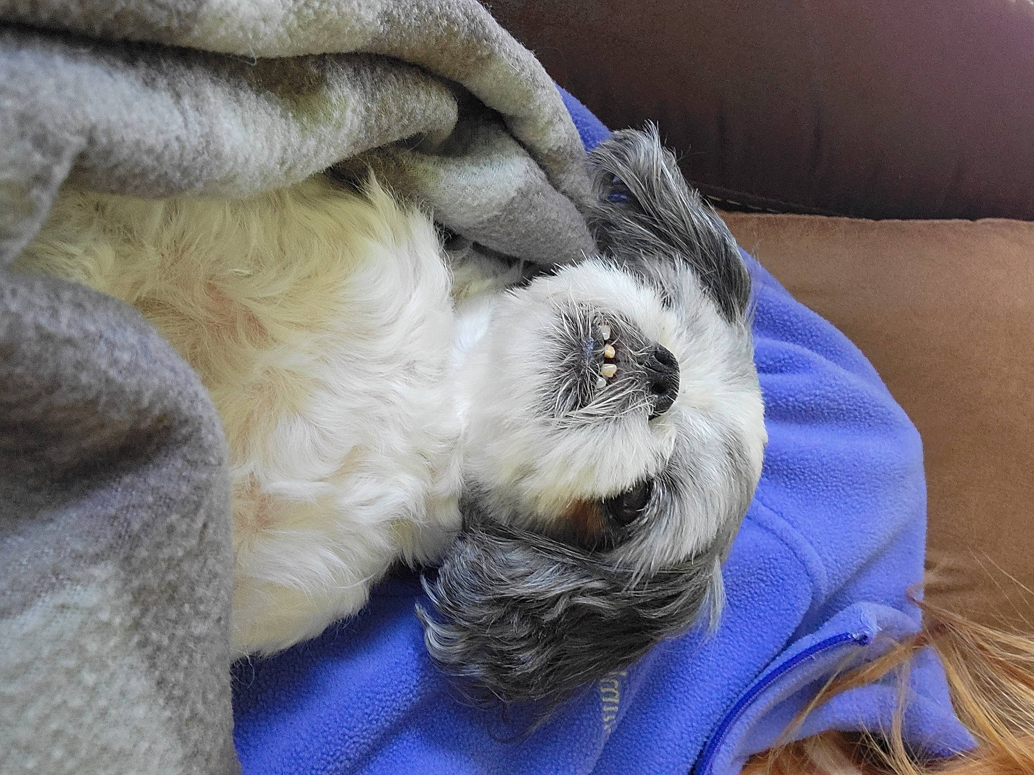 Alfie joined the competition — help win amazing prizes! carnivore, cat, claw, comfort, companion_dog, couch, dog_breed, domestic_short_haired_cat, electric_blue, fawn, felidae, fur, nap, paw, small_to_medium_sized_cats, snout, sporting_group, tail, textile, whiskers