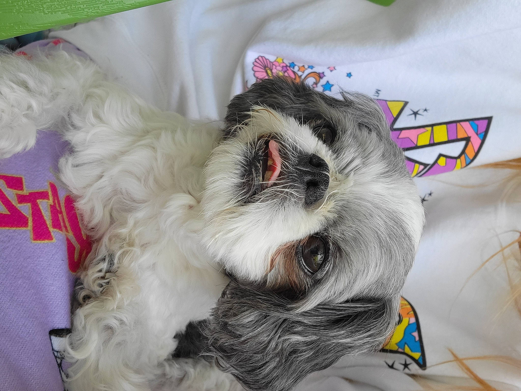 Alfie is registered to the contest to win money with this photo: canidae, carnivore, comfort, companion_dog, dog, dog_breed, dog_supply, fawn, felidae, fur, linens, liver, nap, paw, shih_tzu, snout, sporting_group, toy_dog, whiskers, white