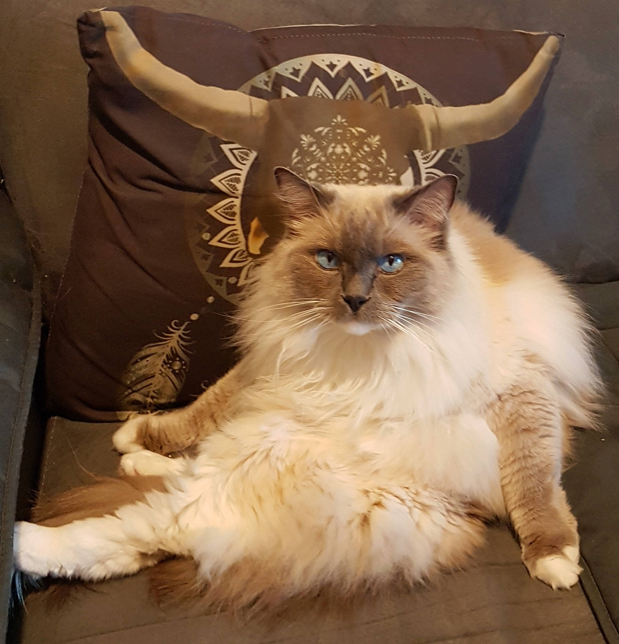 Amon-re a rejoint le concours — aidez-le/la à gagner de superbes lots ! bag, carnivore, cat, cat_supply, claw, comfort, fashion_accessory, fawn, felidae, fur, natural_material, pet_supply, sitting, small_to_medium_sized_cats, snout, tail, terrestrial_animal, whiskers