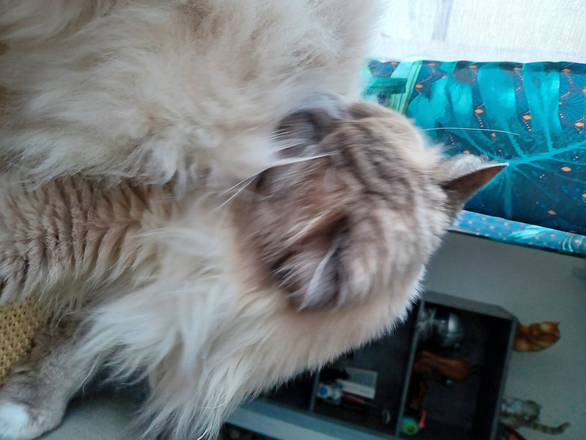 Amon-re participe au concours pour gagner de l'argent avec cette photo : british_longhair, canidae, carnivore, cat, comfort, companion_dog, dog_breed, fawn, felidae, fur, paw, persian, shelf, small_to_medium_sized_cats, sporting_group, tail, whiskers