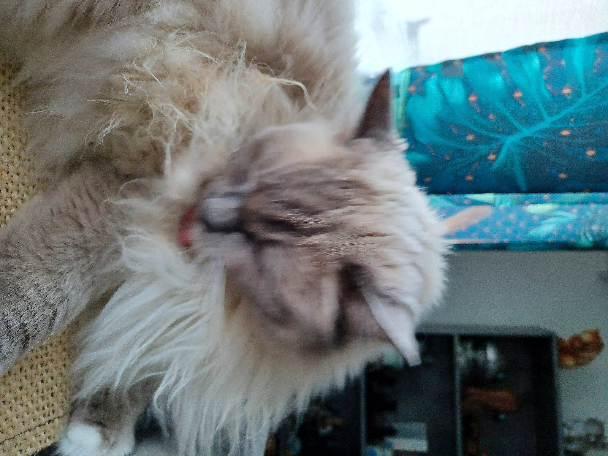 Amon-re participe au concours pour gagner de l'argent avec cette photo : british_longhair, canidae, carnivore, cat, claw, companion_dog, dog_breed, fashion_accessory, fawn, felidae, fur, natural_material, paw, persian, ragdoll, small_to_medium_sized_cats, snout, tail, terrestrial_animal, whiskers