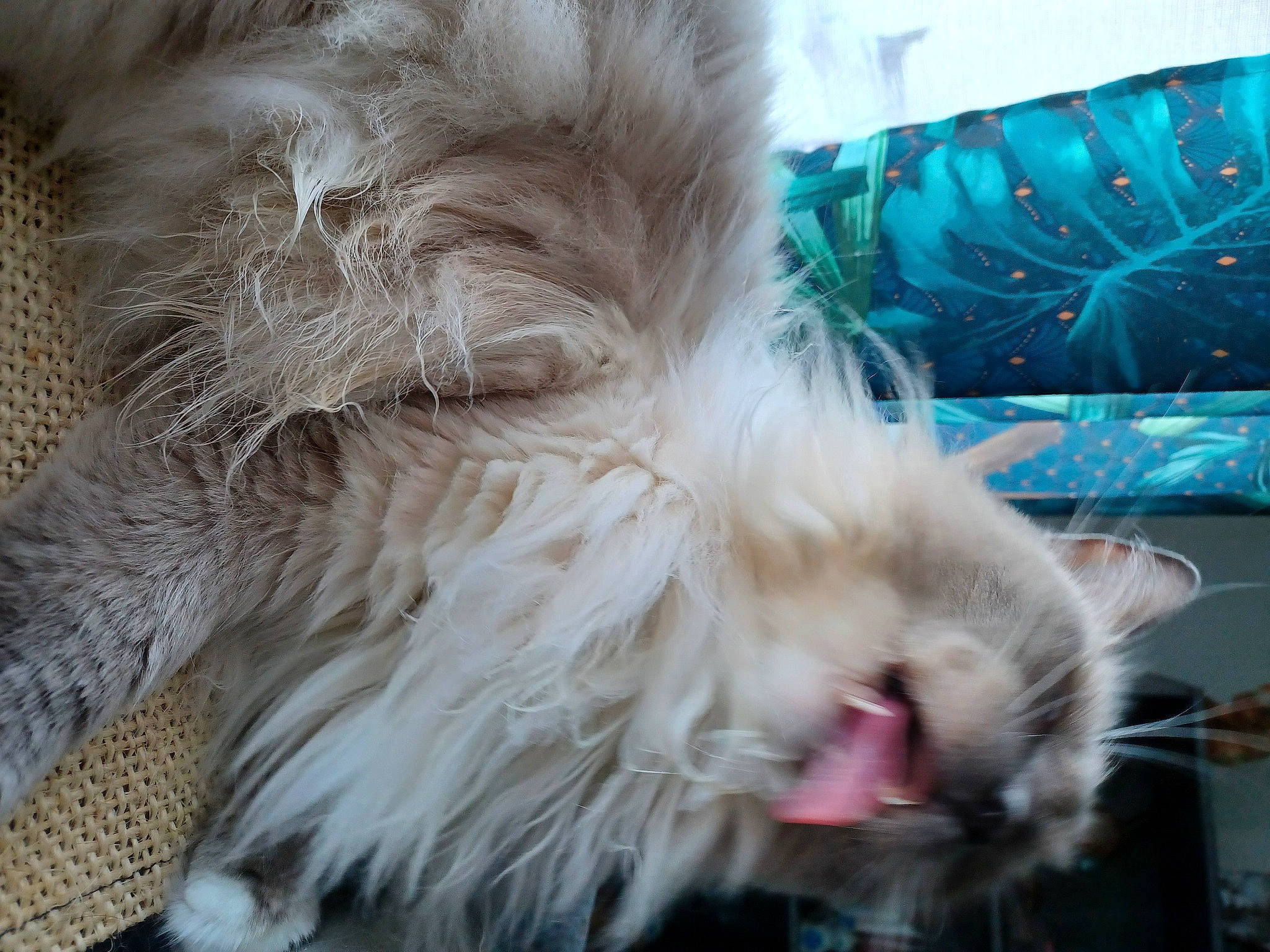 Amon-re participe au concours pour gagner de l'argent avec cette photo : canidae, carnivore, claw, companion_dog, dog_breed, eye, fawn, feather, felidae, fur, paw, small_to_medium_sized_cats, snout, spitz, sporting_group, tail, terrier, toy_dog, whiskers, wing