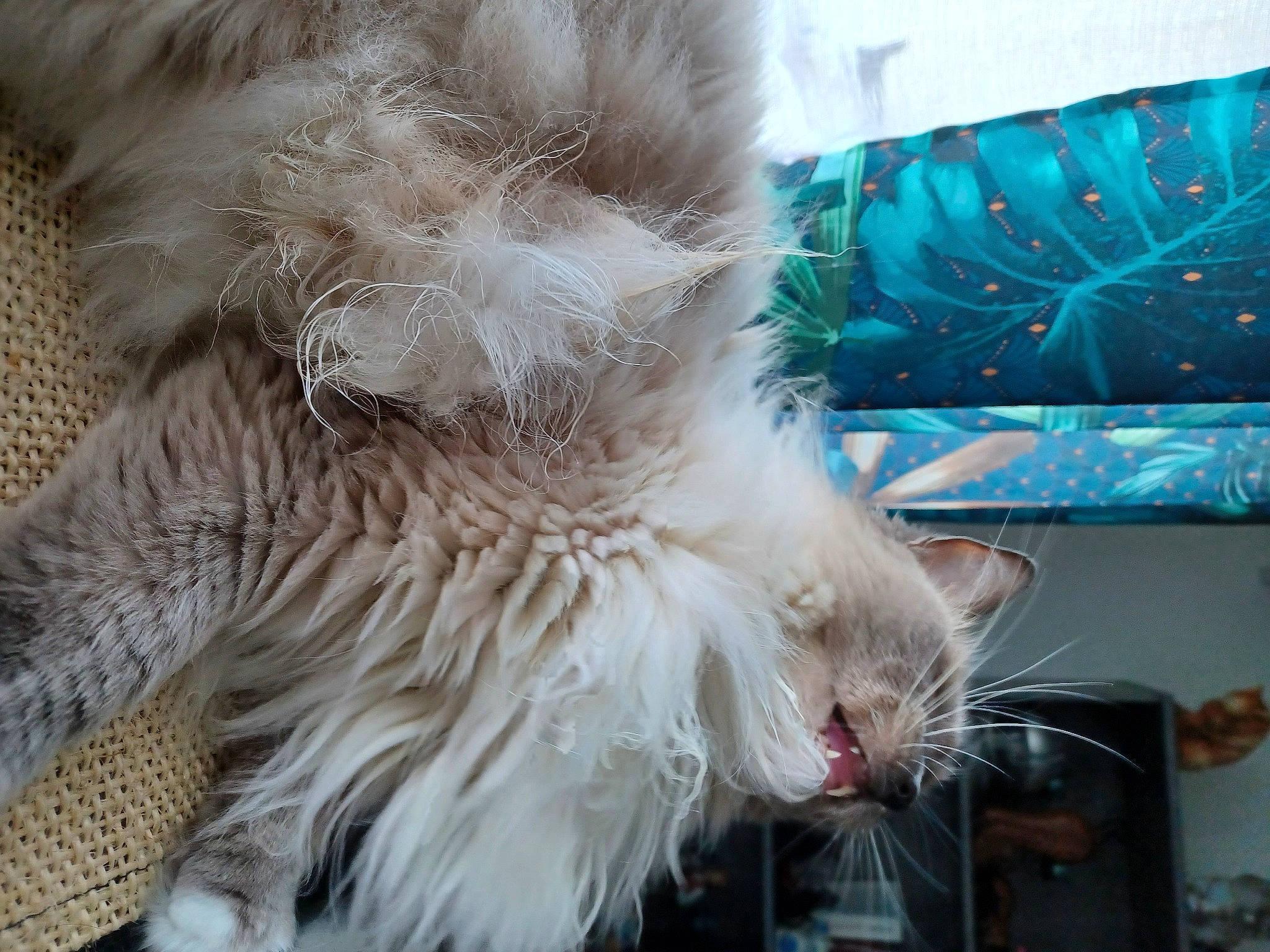 Amon-re participe au concours pour gagner de l'argent avec cette photo : beak, bird_of_prey, canidae, carnivore, cat, claw, fawn, feather, felidae, fur, paw, ragdoll, small_to_medium_sized_cats, snout, sporting_group, tail, terrestrial_animal, whiskers, wildlife, wing