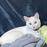 Blanco a rejoint le concours — aidez-le/la à gagner de superbes lots ! cat, white_cat, pet, animal, indoor, blanket, cozy, fur, resting, relaxed, collar, bell, curious, looking, portrait, feline, cute, domestic_animal, soft, comfort