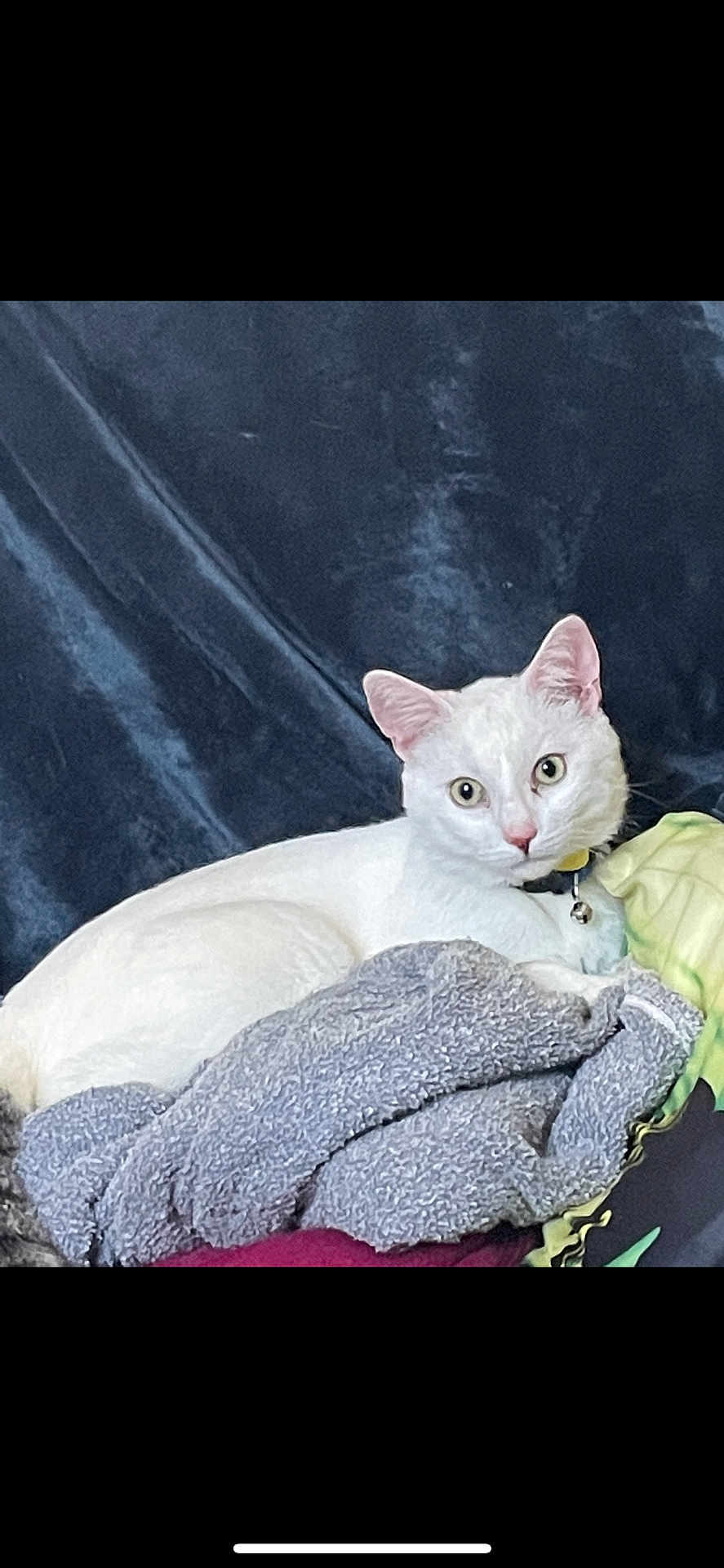 Blanco a rejoint le concours — aidez-le/la à gagner de superbes lots ! cat, white_cat, pet, animal, indoor, blanket, cozy, fur, resting, relaxed, collar, bell, curious, looking, portrait, feline, cute, domestic_animal, soft, comfort