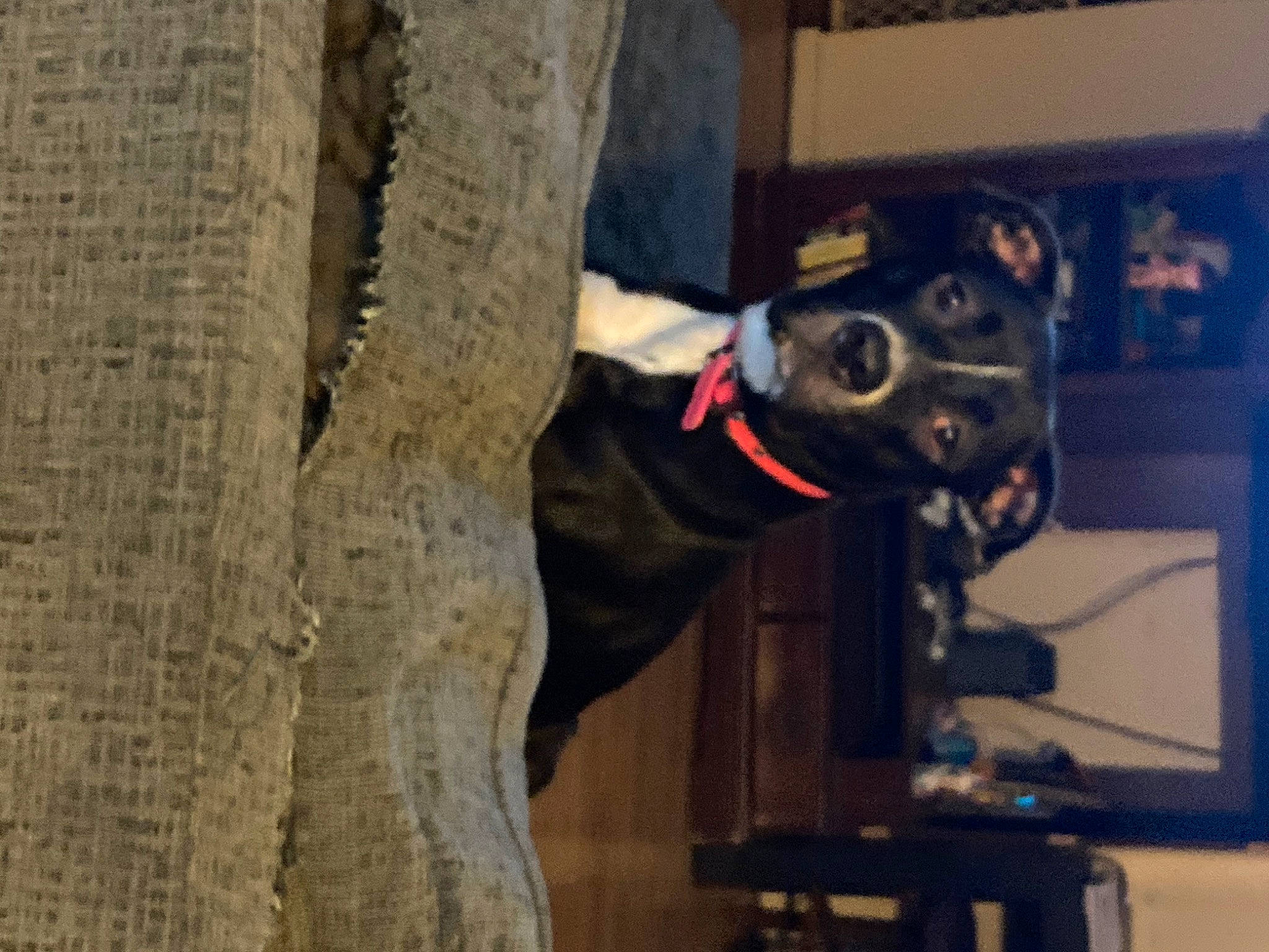 Bella is registered to the contest to win money with this photo: automotive_tire, canidae, carnivore, collar, companion_dog, dog, dog_breed, dog_collar, fur, giant_dog_breed, guard_dog, non_sporting_group, pet_supply, sporting_group, tail, trunk, wood, working_animal, working_dog