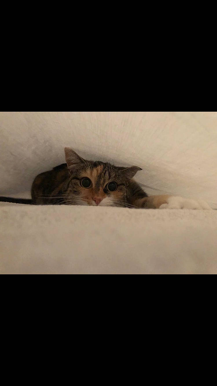 Bahia participe au concours pour gagner de l'argent avec cette photo : aegean_cat, asian, bengal, california_spangled, carnivore, cat, domestic_short_haired_cat, dragon_li, european_shorthair, eye, felidae, fur, kitten, photography, sky, small_to_medium_sized_cats, snapshot, snout, tabby_cat, whiskers