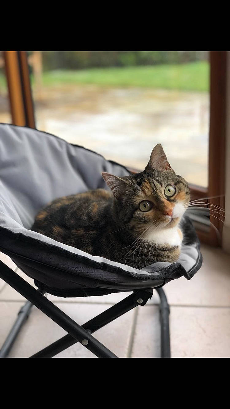 Bahia participe au concours pour gagner de l'argent avec cette photo : aegean_cat, american_wirehair, asian, british_semi_longhair, carnivore, cat, domestic_short_haired_cat, dragon_li, european_shorthair, felidae, kitten, maine_coon, mammal, pixie_bob, small_to_medium_sized_cats, tabby_cat, toyger, whiskers, wild_cat, window