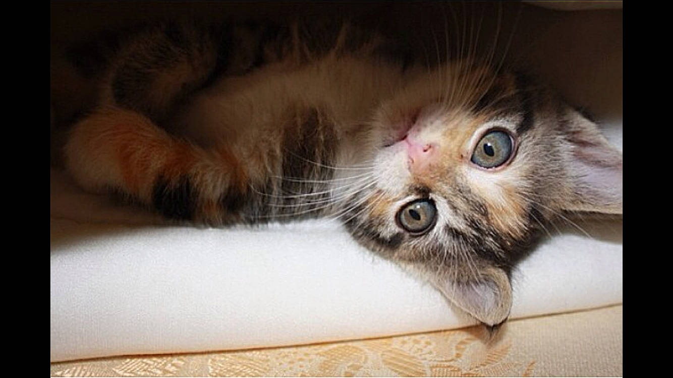 Bahia a rejoint le concours — aidez-le/la à gagner de superbes lots ! american_curl, asian, carnivore, cat, close_up, european_shorthair, eye, fawn, felidae, fur, kitten, mammal, norwegian_forest_cat, paw, polydactyl_cat, siberian, small_to_medium_sized_cats, snout, tabby_cat, whiskers