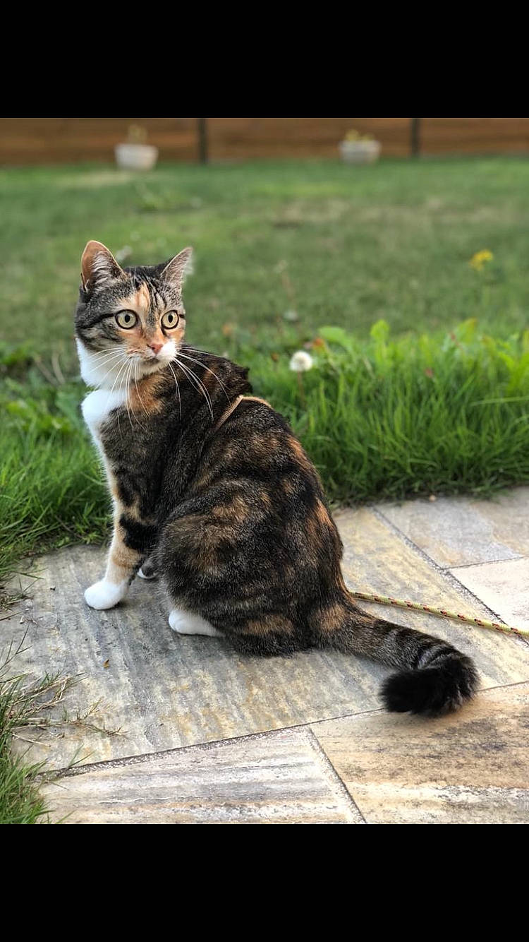 Bahia a rejoint le concours — aidez-le/la à gagner de superbes lots ! aegean_cat, american_wirehair, carnivore, cat, domestic_short_haired_cat, dragon_li, european_shorthair, felidae, grass, kitten, maine_coon, mammal, norwegian_forest_cat, small_to_medium_sized_cats, tabby_cat, tail, toyger, tree, whiskers, wild_cat