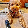 Benji is registered to the contest to win money with this photo: brown_dog, carpet, collar, curly_fur, cute, dog, face, floor, furniture, home, indoor, living_room, paw, pet, plush_toy, relaxed, remote_control, table, toy, wood_paneling