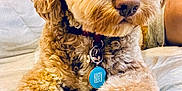 Benji is registered to the contest to win money with this photo: animal, bed, bow, closeup, collar, companion, cozy, cute, cute_pet, dog, fluffy, furry, indoor, paws, person, pet, portrait, relaxing, resting, tag