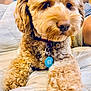 animal, bed, bow, closeup, collar, companion, cozy, cute, cute_pet, dog, fluffy, furry, indoor, paws, person, pet, portrait, relaxing, resting, tag