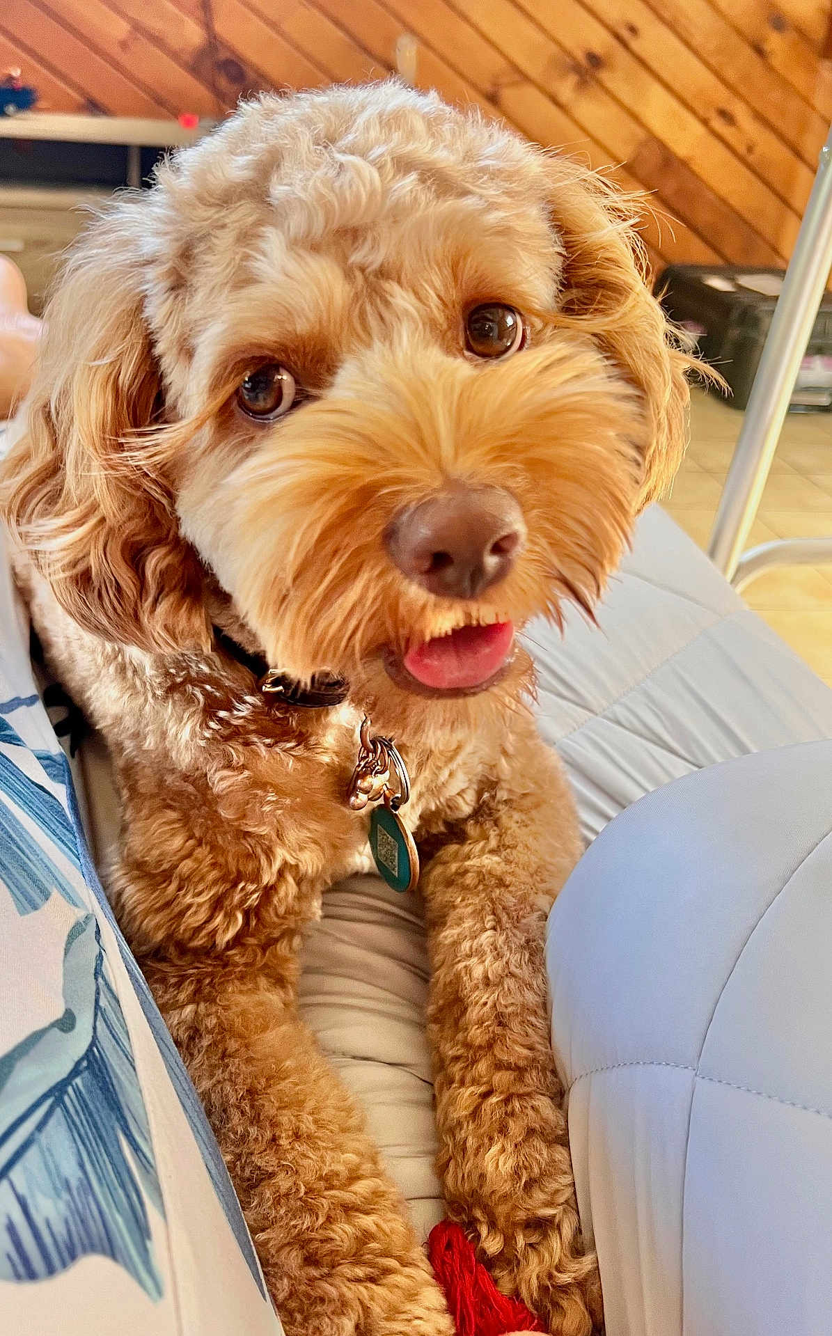 Benji