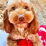 Benji is registered to the contest to win money with this photo: adorable, animal, blanket, brown_fur, carpet, close_up, companion, curly_fur, cute, cute_pet, dog, domestic_animal, fluffy, friendly, furry, indoor, looking_up, paw, pet, tongue_out