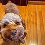 Benji joined the competition — help win amazing prizes! animal, brown_fur, canine, close_up, collar, companion, curly_fur, cute, dog, domestic_animal, floor_vent, friendly, fur, home, indoor, looking_up, pet, snout, whiskers, wooden_floor