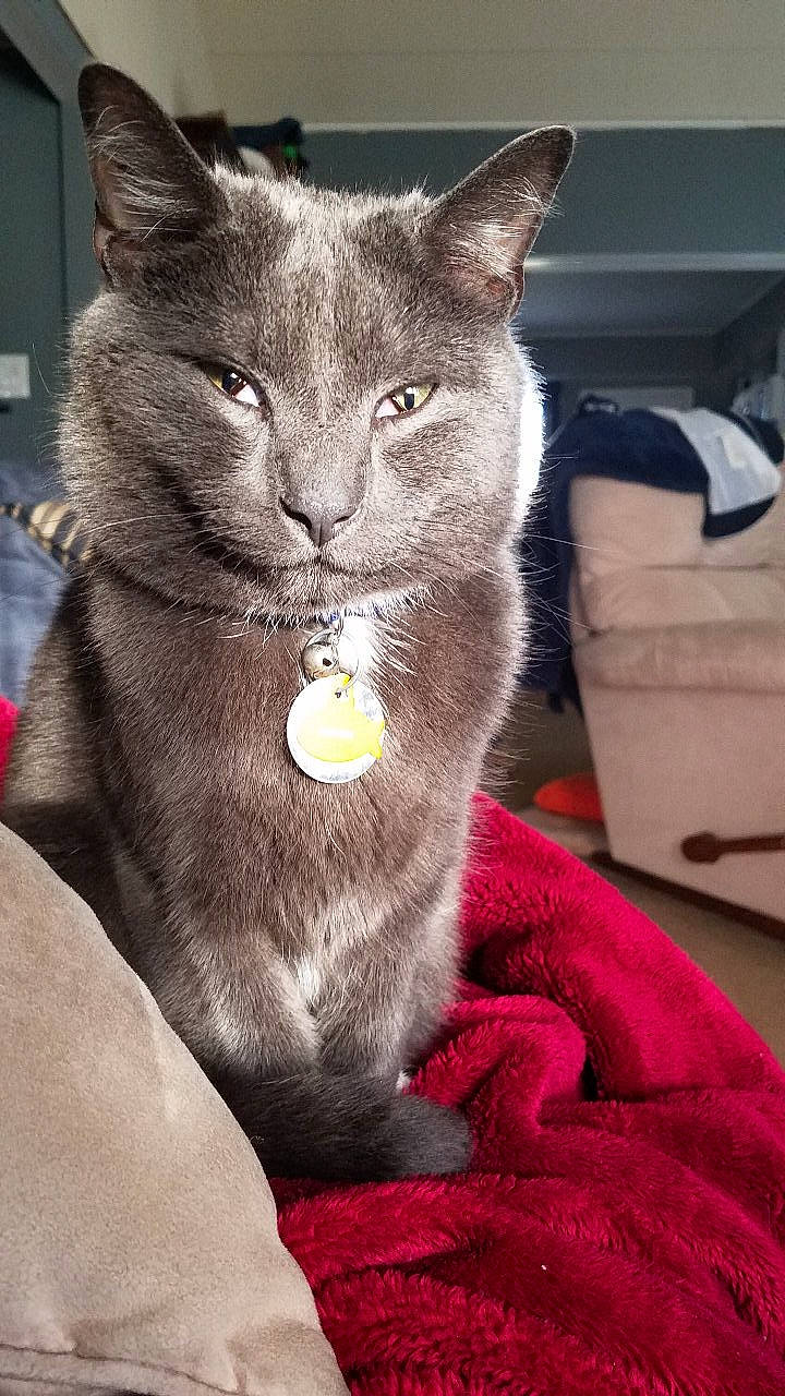 Finnegan joined the competition — help win amazing prizes! asian, british_shorthair, burmese, carnivore, cat, chartreux, domestic_short_haired_cat, felidae, korat, mammal, nebelung, russian_blue, small_to_medium_sized_cats, snout, vertebrate, whiskers