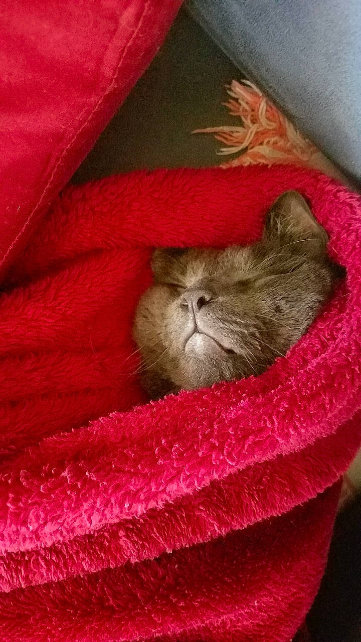 Finnegan joined the competition — help win amazing prizes! british_longhair, british_shorthair, carnivore, cat, chartreux, fawn, felidae, fur, kitten, mammal, scottish_fold, small_to_medium_sized_cats, whiskers