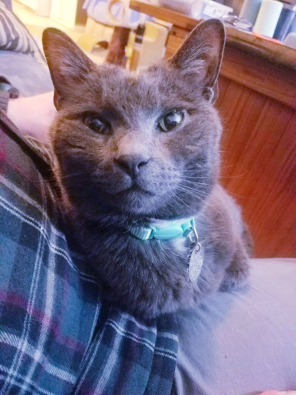 Finnegan is registered to the contest to win money with this photo: asian, british_shorthair, burmese, carnivore, cat, chartreux, domestic_short_haired_cat, european_shorthair, felidae, german_rex, kitten, korat, mammal, nebelung, russian_blue, small_to_medium_sized_cats, snout, vertebrate, whiskers