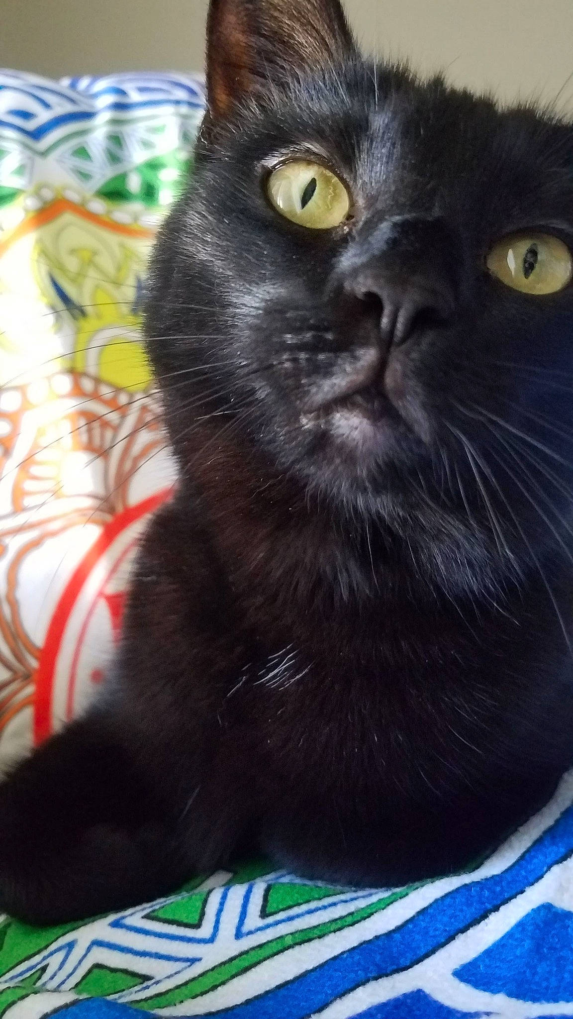 Marceline joined the competition — help win amazing prizes! asian, black_cat, bombay, carnivore, cat, domestic_short_haired_cat, felidae, korat, mammal, small_to_medium_sized_cats, snout, whiskers