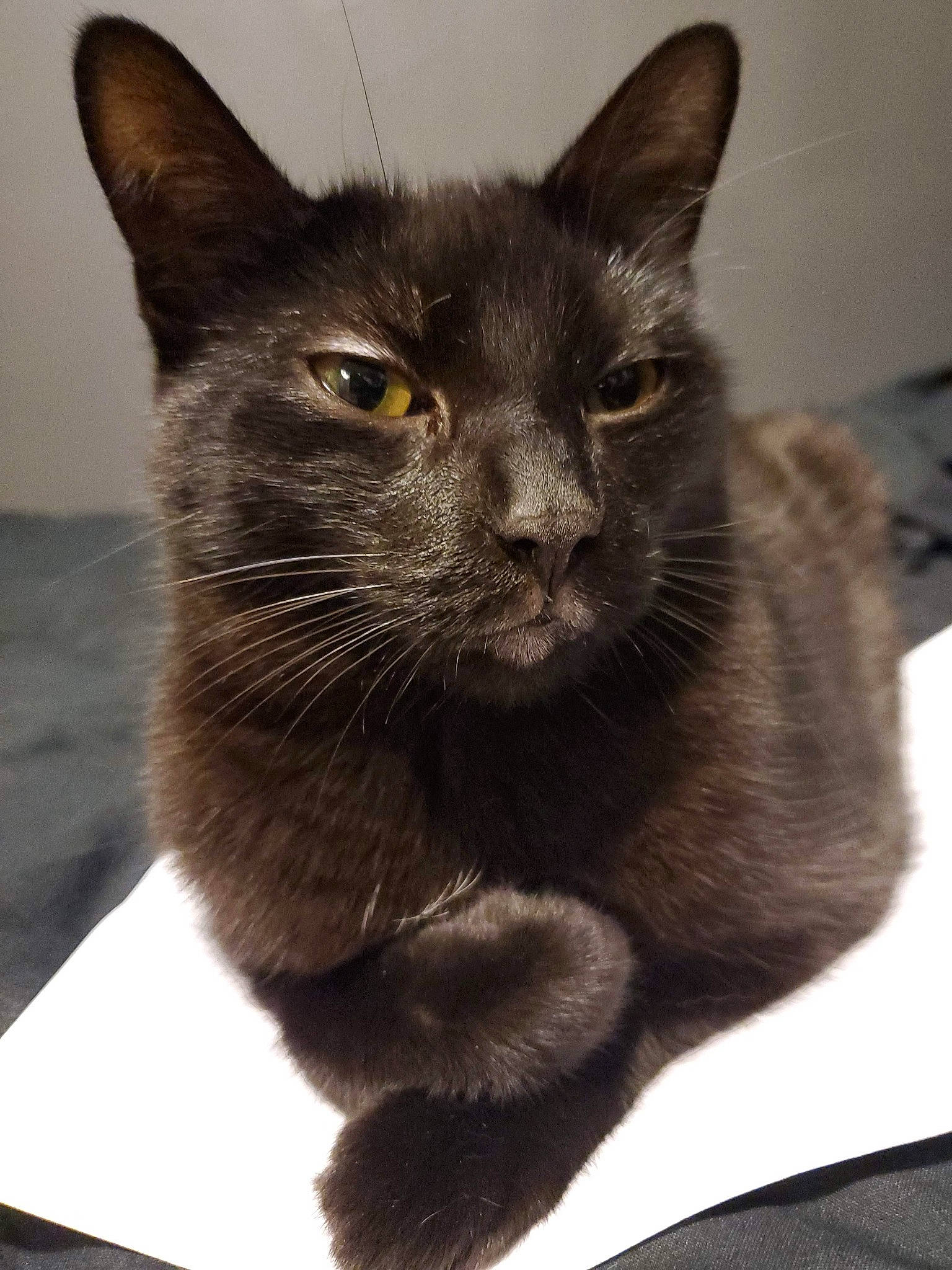 Marceline joined the competition — help win amazing prizes! asian, black_cat, bombay, burmese, carnivore, cat, domestic_short_haired_cat, felidae, german_rex, havana_brown, javanese, korat, mammal, nebelung, oriental_longhair, russian_blue, small_to_medium_sized_cats, snout, vertebrate, whiskers