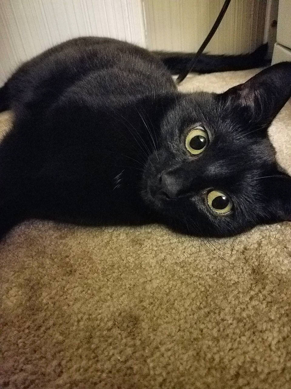 Marceline joined the competition — help win amazing prizes! asian, black, black_cat, bombay, british_shorthair, carnivore, cat, domestic_short_haired_cat, ear, eye, felidae, kitten, korat, mammal, small_to_medium_sized_cats, whiskers