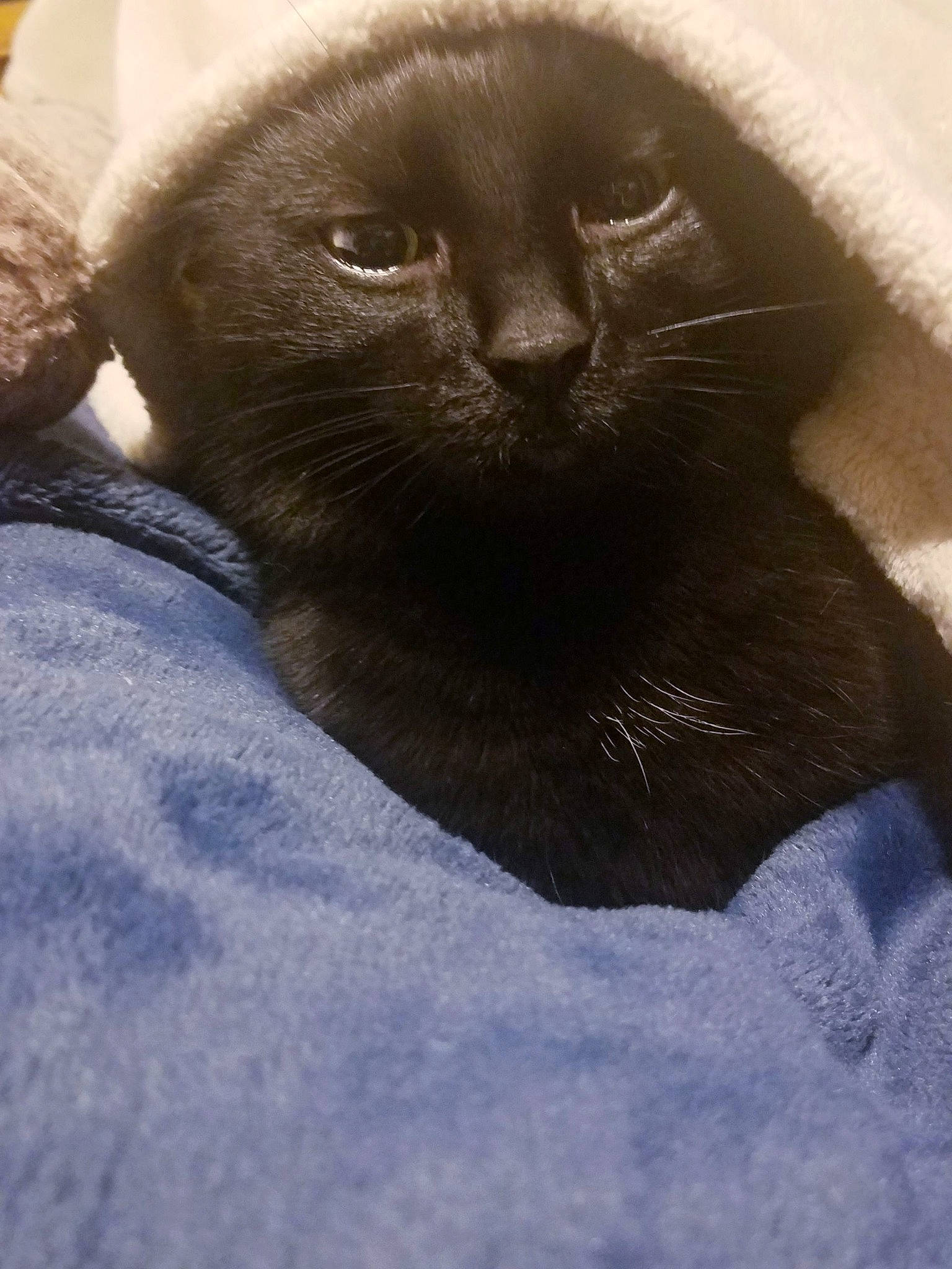 Marceline joined the competition — help win amazing prizes! black_cat, british_shorthair, burmese, carnivore, cat, chartreux, felidae, fur, korat, sky, small_to_medium_sized_cats, snout, tonkinese, whiskers