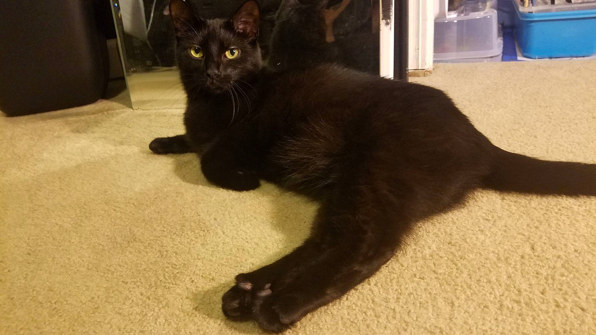 Marceline joined the competition — help win amazing prizes! asian, black_cat, bombay, burmese, carnivore, cat, claw, domestic_long_haired_cat, domestic_short_haired_cat, felidae, havana_brown, korat, mammal, paw, polydactyl_cat, small_to_medium_sized_cats, snout, tail, vertebrate, whiskers