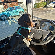 Rio a rejoint le concours — aidez-le/la à gagner de superbes lots ! animal, car_interior, dachshund, dashboard, daylight, dog, harness, inside, leash, parked_cars, pet, seat, shadow, steering_wheel, street, sunlight, transport, urban, vehicle, window