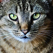 Jazz a rejoint le concours — aidez-le/la à gagner de superbes lots ! animal, cat, close_up, curious, domestic_cat, ears, face, feline, focused, fur, green_eyes, indoor, looking, mammal, mustache, nose, pet, portrait, tabby, whiskers