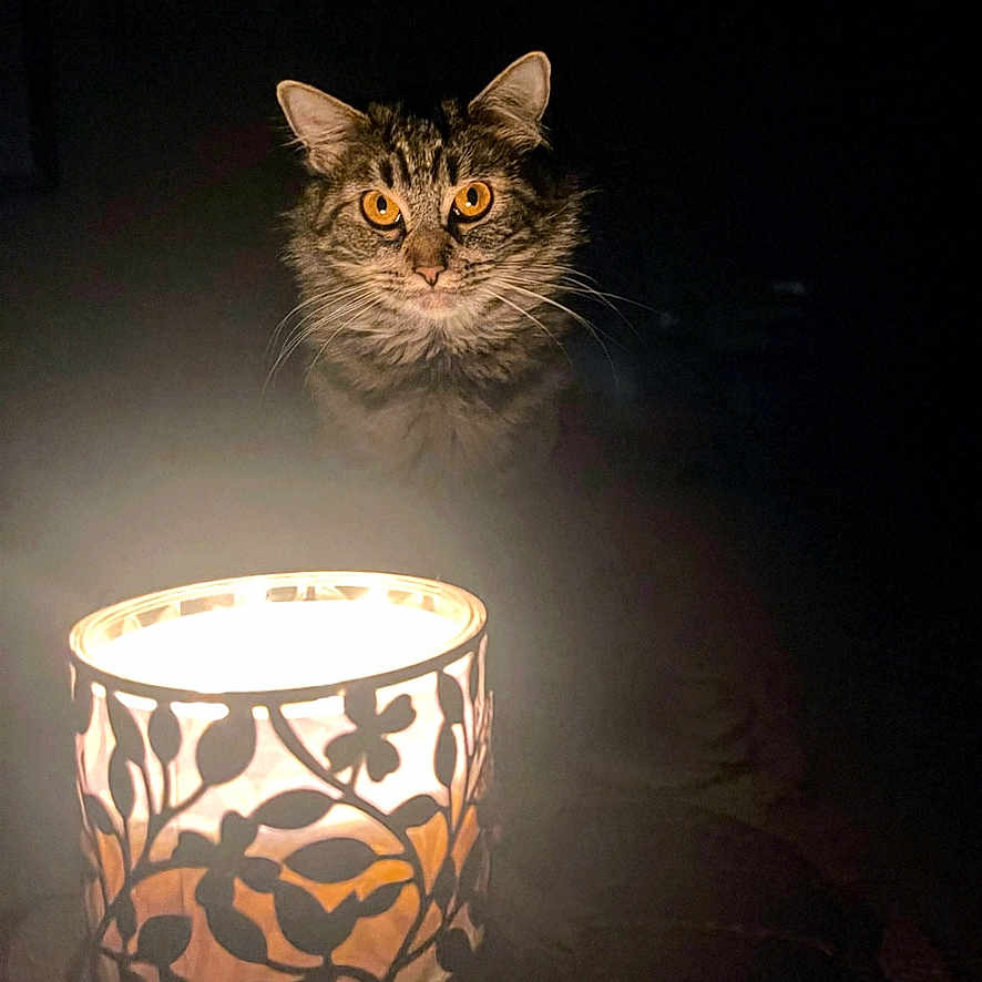 Baby joined the competition — help win amazing prizes! abyssinian, angora, animal, art, bowl, candle, cat, cookware, fire, flame, kitten, lamp, lampshade, light, lighting, manx, pet, porcelain, pot, pottery