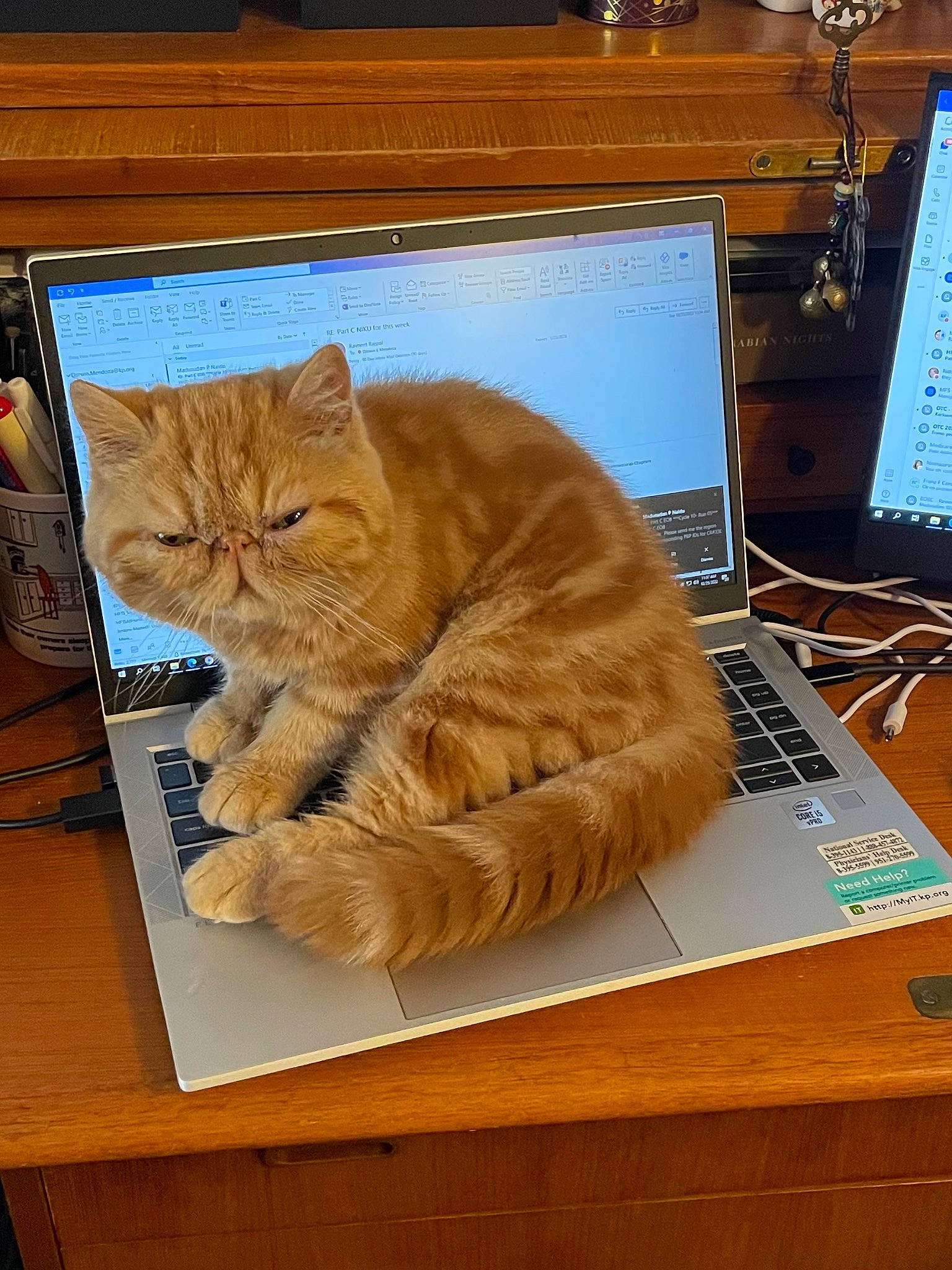 Dewey is registered to the contest to win money with this photo: carnivore, cat, computer, computer_keyboard, computer_monitor, desk, electronic_device, fawn, felidae, input_device, mammal, output_device, peripheral, personal_computer, small_to_medium_sized_cats, table, tail, touchpad, whiskers, wood