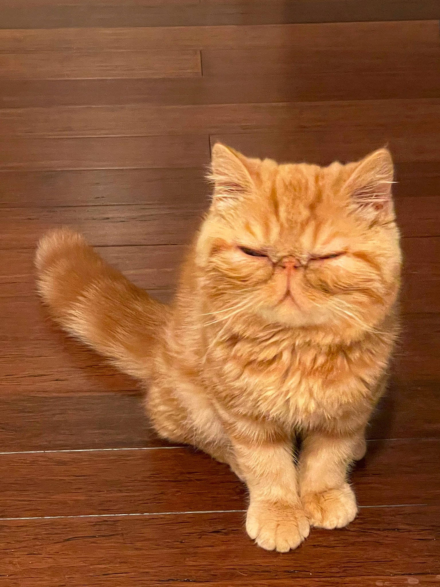 Dewey is registered to the contest to win money with this photo: art, carnivore, cat, claw, domestic_short_haired_cat, fawn, felidae, flooring, fur, hardwood, plank, plywood, small_to_medium_sized_cats, snout, tail, varnish, whiskers, wood, wood_flooring, wood_stain