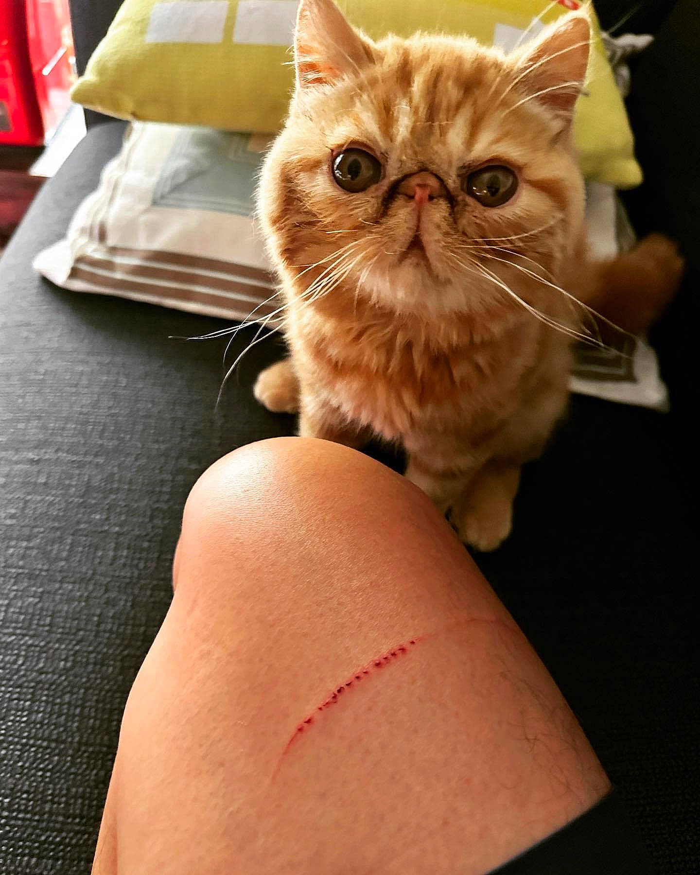 Dewey is registered to the contest to win money with this photo: abdomen, carnivore, cat, comfort, domestic_short_haired_cat, eyewear, fawn, felidae, flesh, foot, fur, human_leg, nail, pillow, sitting, small_to_medium_sized_cats, snout, thigh, whiskers