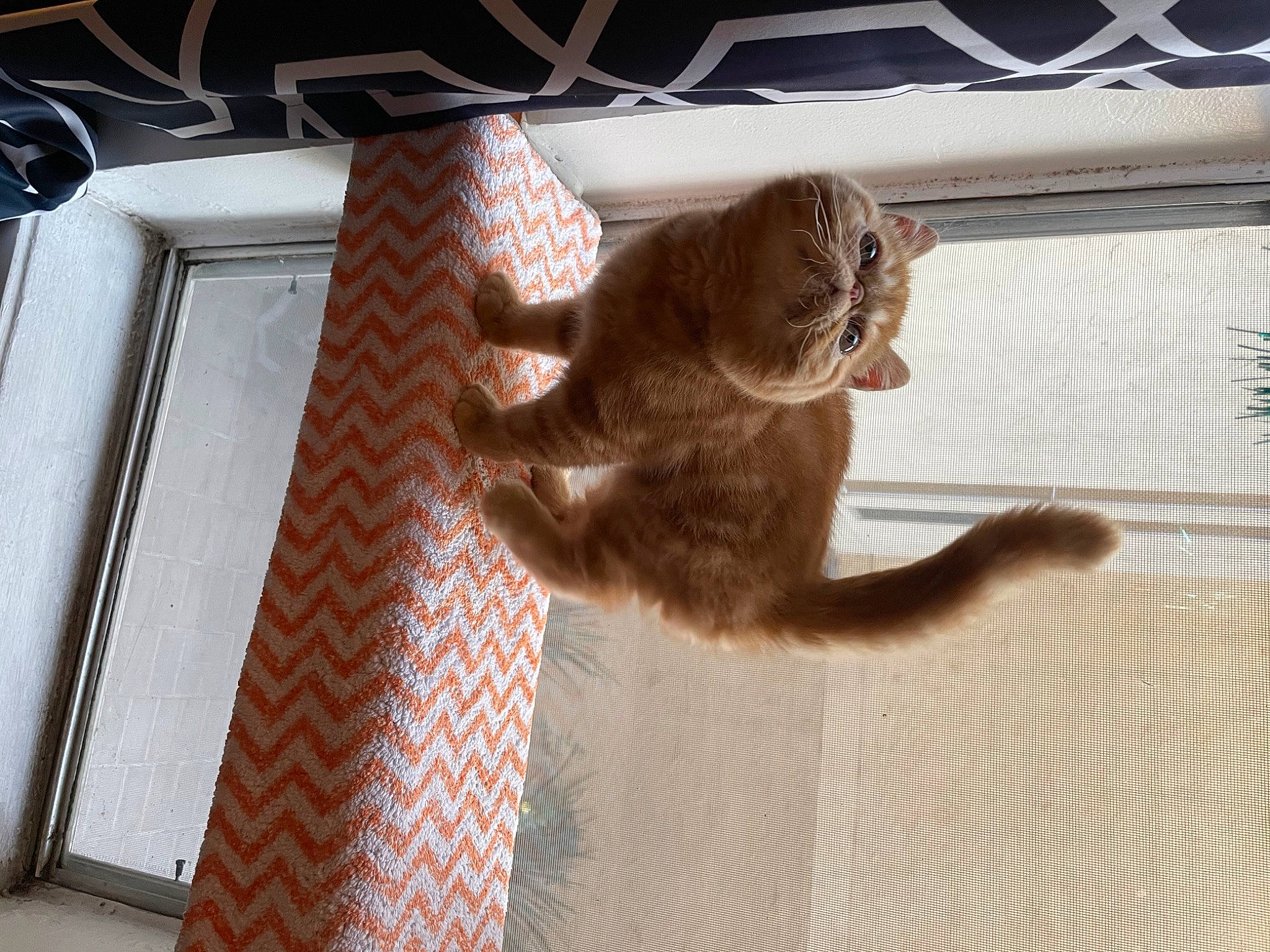 Dewey joined the competition — help win amazing prizes! brown, carnivore, cat, cat_bed, comfort, domestic_short_haired_cat, fawn, felidae, flooring, fur, hardwood, metal, pet_supply, room, shadow, small_to_medium_sized_cats, tail, whiskers, window, wood