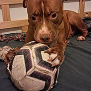 Monky a rejoint le concours — aidez-le/la à gagner de superbes lots ! dog, brown_dog, soccer_ball, bed, toy, pet, animal, indoor, playful, chewed, paws, wooden_headboard, fur, close_up, focused, cute, domestic_animal, resting, bedroom, loyal