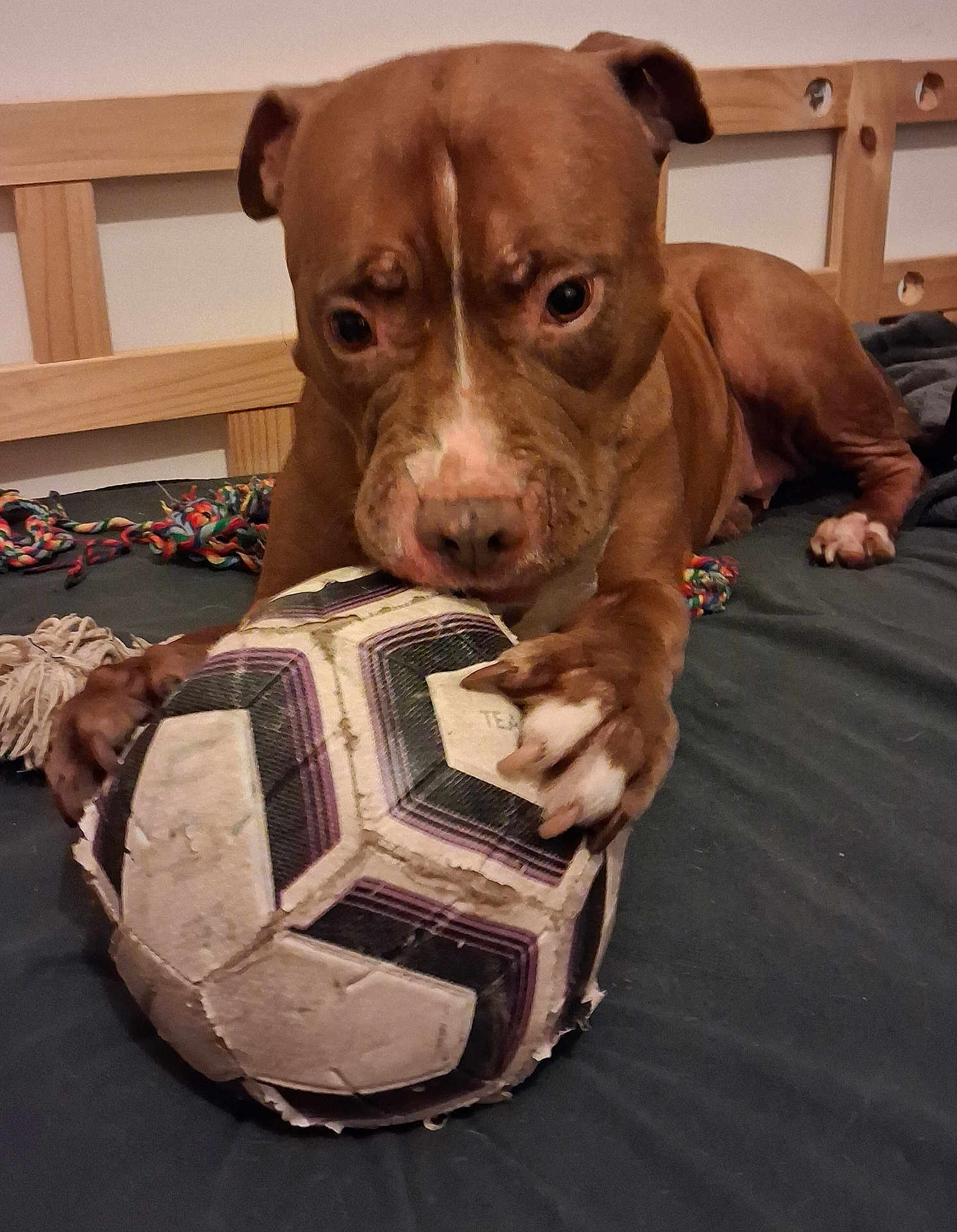 Monky a rejoint le concours — aidez-le/la à gagner de superbes lots ! dog, brown_dog, soccer_ball, bed, toy, pet, animal, indoor, playful, chewed, paws, wooden_headboard, fur, close_up, focused, cute, domestic_animal, resting, bedroom, loyal