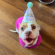 Mia joined the competition — help win amazing prizes! dog, party_hat, pink_sweater, wooden_floor, dog_food_bowl, happy, smiling, pet, indoor, celebration, canine, domestic_animal, looking_up, flooring, furniture_leg, mouth_open, ears, tail, close_up, animal