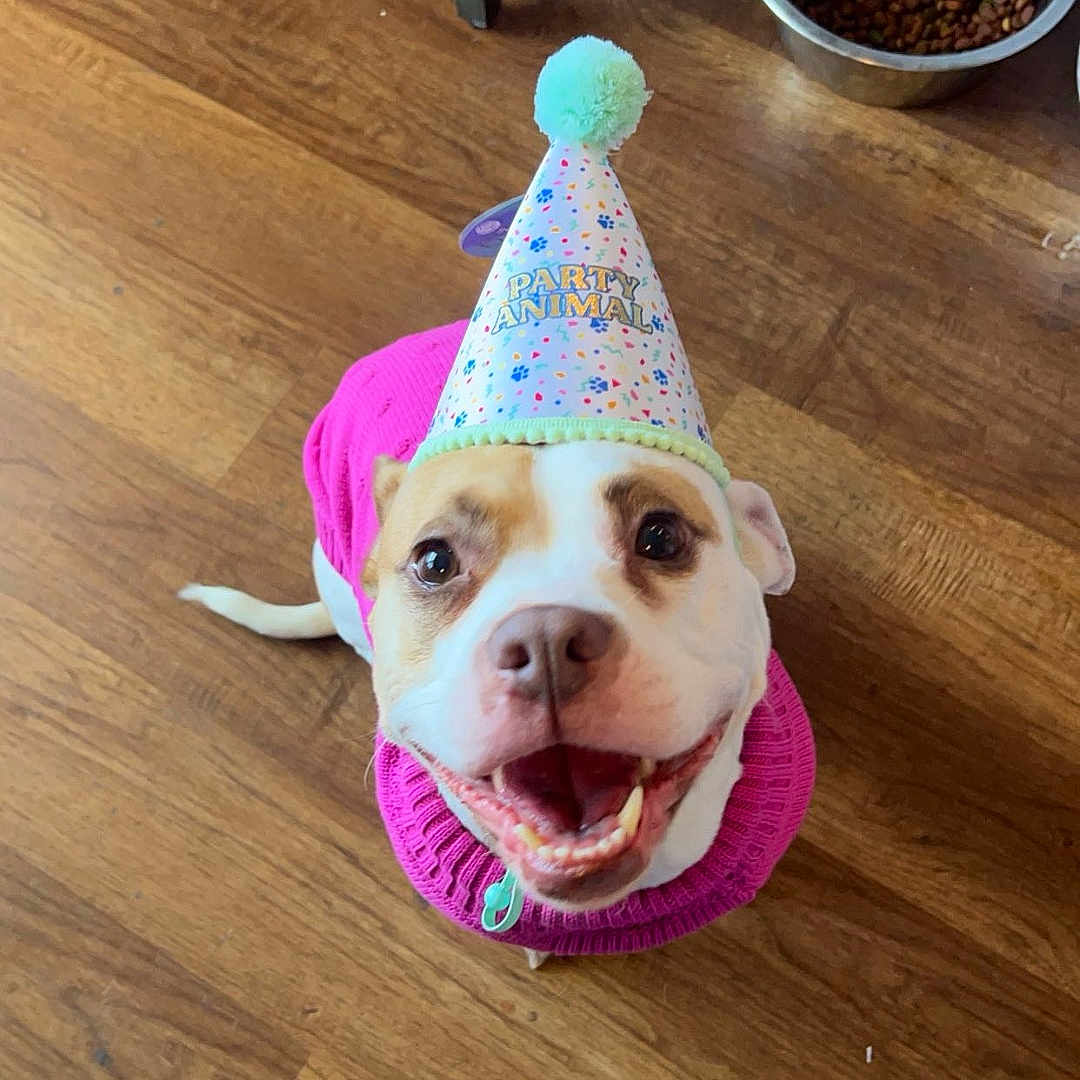 Mia joined the competition — help win amazing prizes! animal, canine, celebration, close_up, dog, dog_food_bowl, domestic_animal, ears, flooring, furniture_leg, happy, indoor, looking_up, mouth_open, party_hat, pet, pink_sweater, smiling, tail, wooden_floor