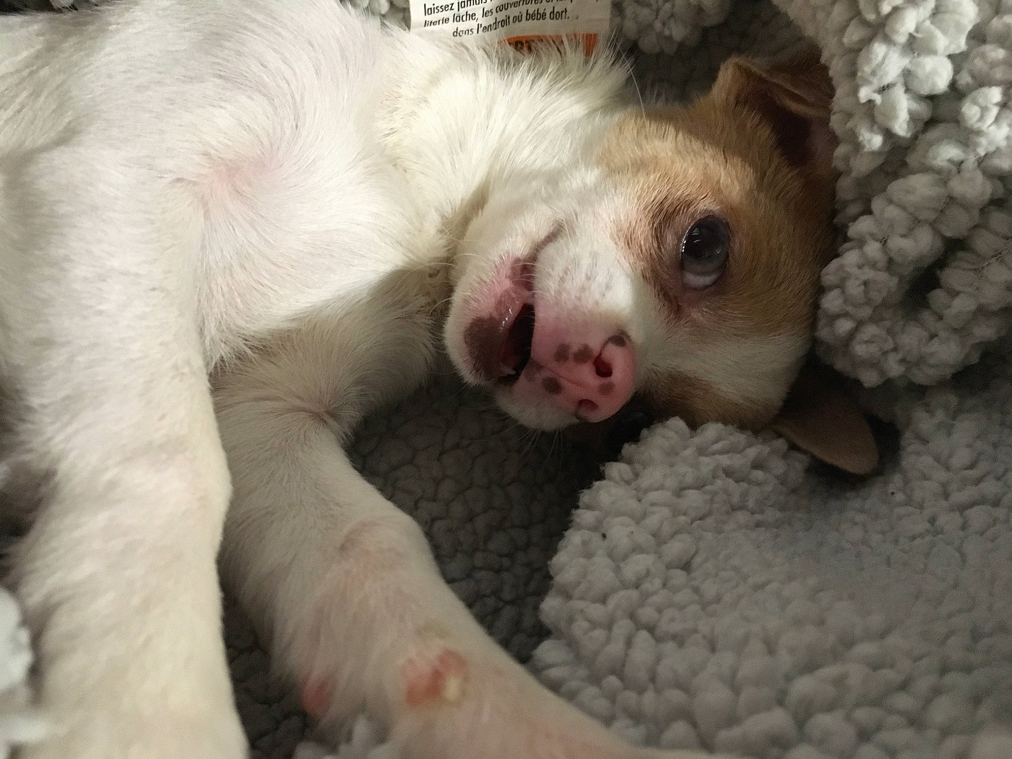 Mazikeen Deen joined the competition — help win amazing prizes! canidae, carnivore, dog, dog_breed, ear, fawn, non_sporting_group, nose, paw, puppy, puppy_love, snout, street_dog, whiskers