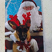 Shiloh is registered to the contest to win money with this photo: animal, background, beard, bow, christmas, costume, cute, dog, festive, glasses, holiday, indoor, person, portrait, red, reindeer_antlers, santa_claus, smiling, white, winter