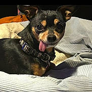 Sebastian Aka Bubs is registered to the contest to win money with this photo: animal, black_and_tan, blanket, close_up, collar, companion, cozy, cute, cute_expression, dog, ears, fur, indoor, lying_down, pet, portrait, resting, skull_pattern, small_dog, tongue_out