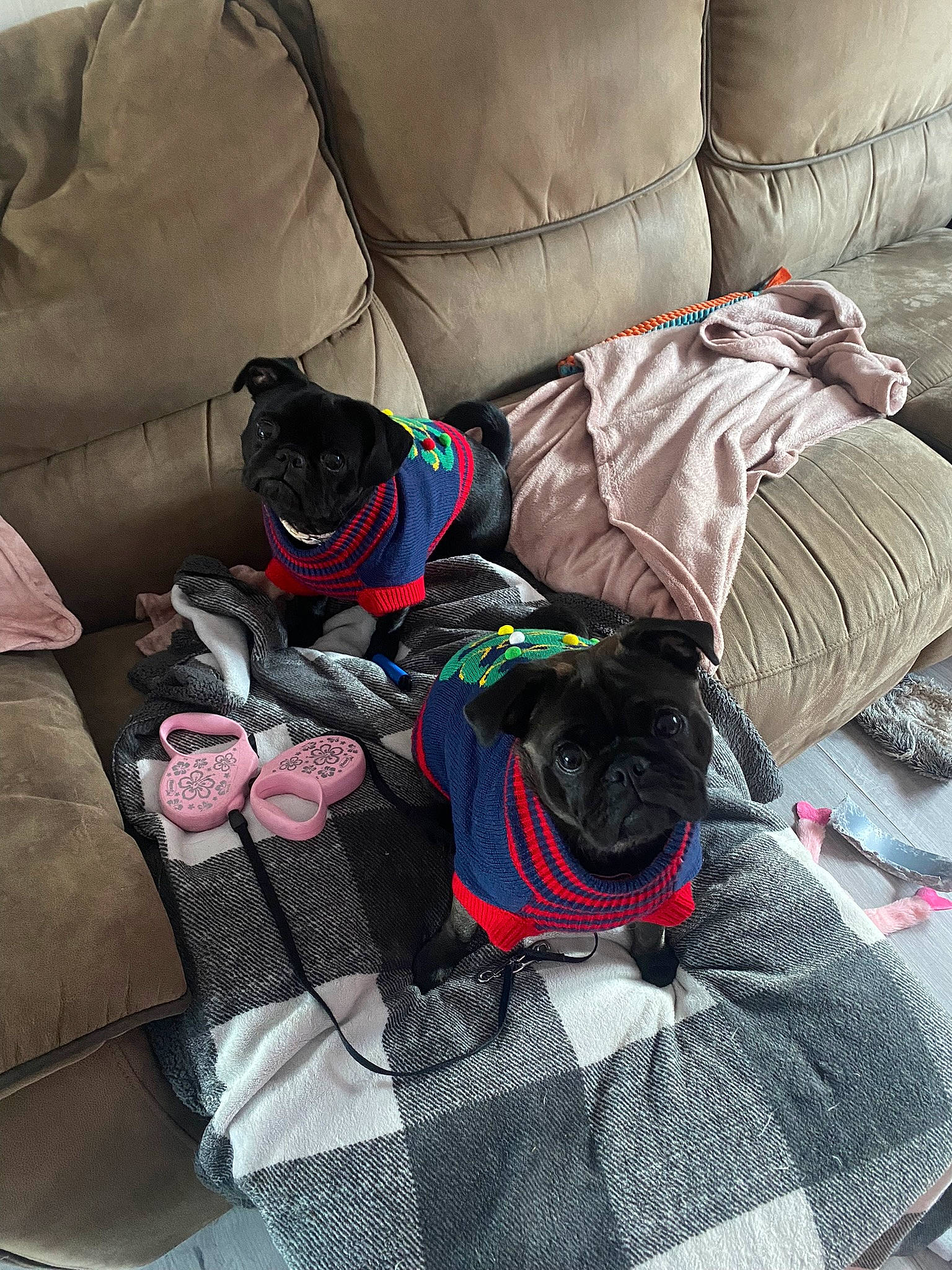 Blu joined the competition — help win amazing prizes! bag, baggage, canidae, carnivore, collar, comfort, companion_dog, dog, dog_breed, dog_supply, linens, luggage_and_bags, non_sporting_group, pattern, pet_supply, room, sporting_group, textile, tints_and_shades, working_animal