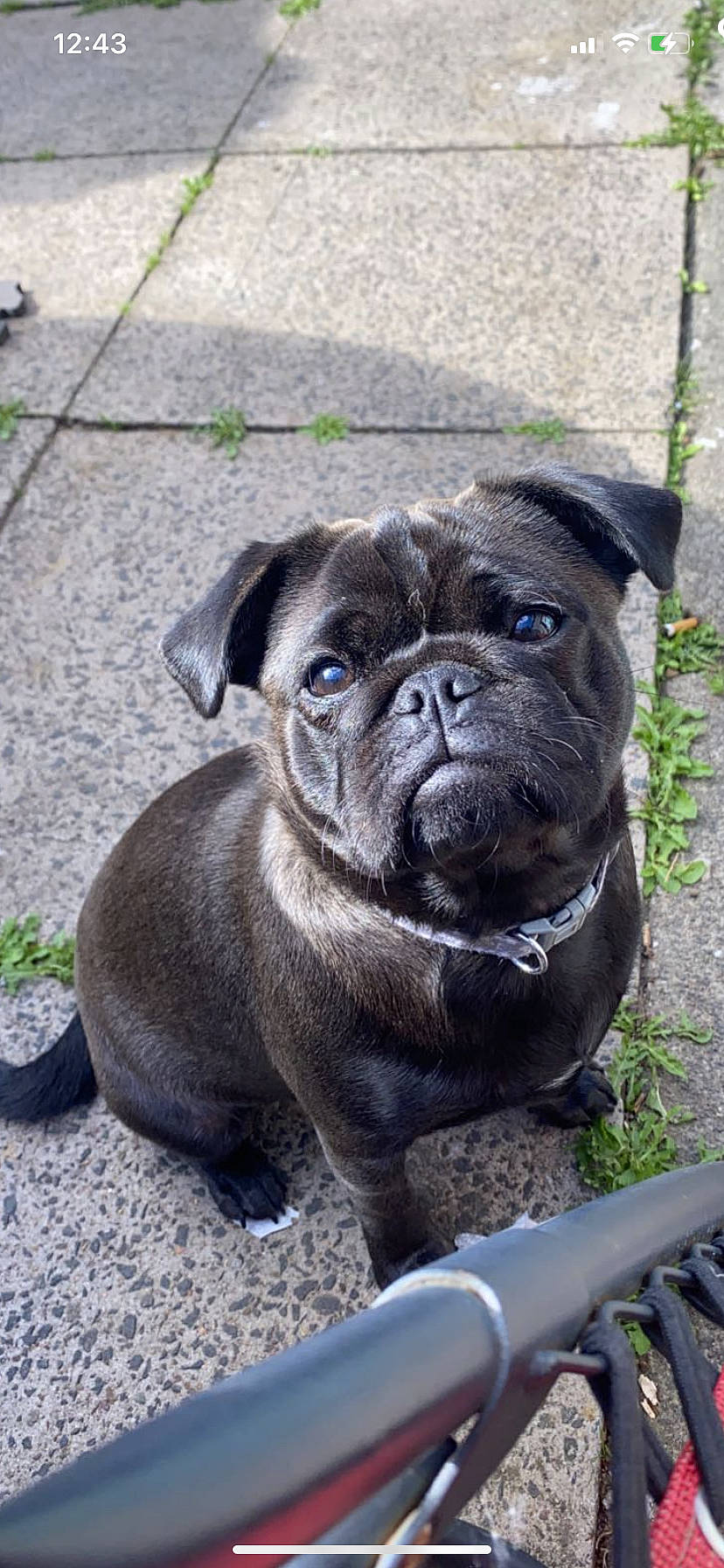 Blu joined the competition — help win amazing prizes! ancient_dog_breeds, canidae, carnivore, collar, companion_dog, dog, dog_breed, dog_collar, fawn, grass, plant, pug, puppy, snout, sporting_group, terrestrial_animal, toy_dog, whiskers, working_animal, wrinkle