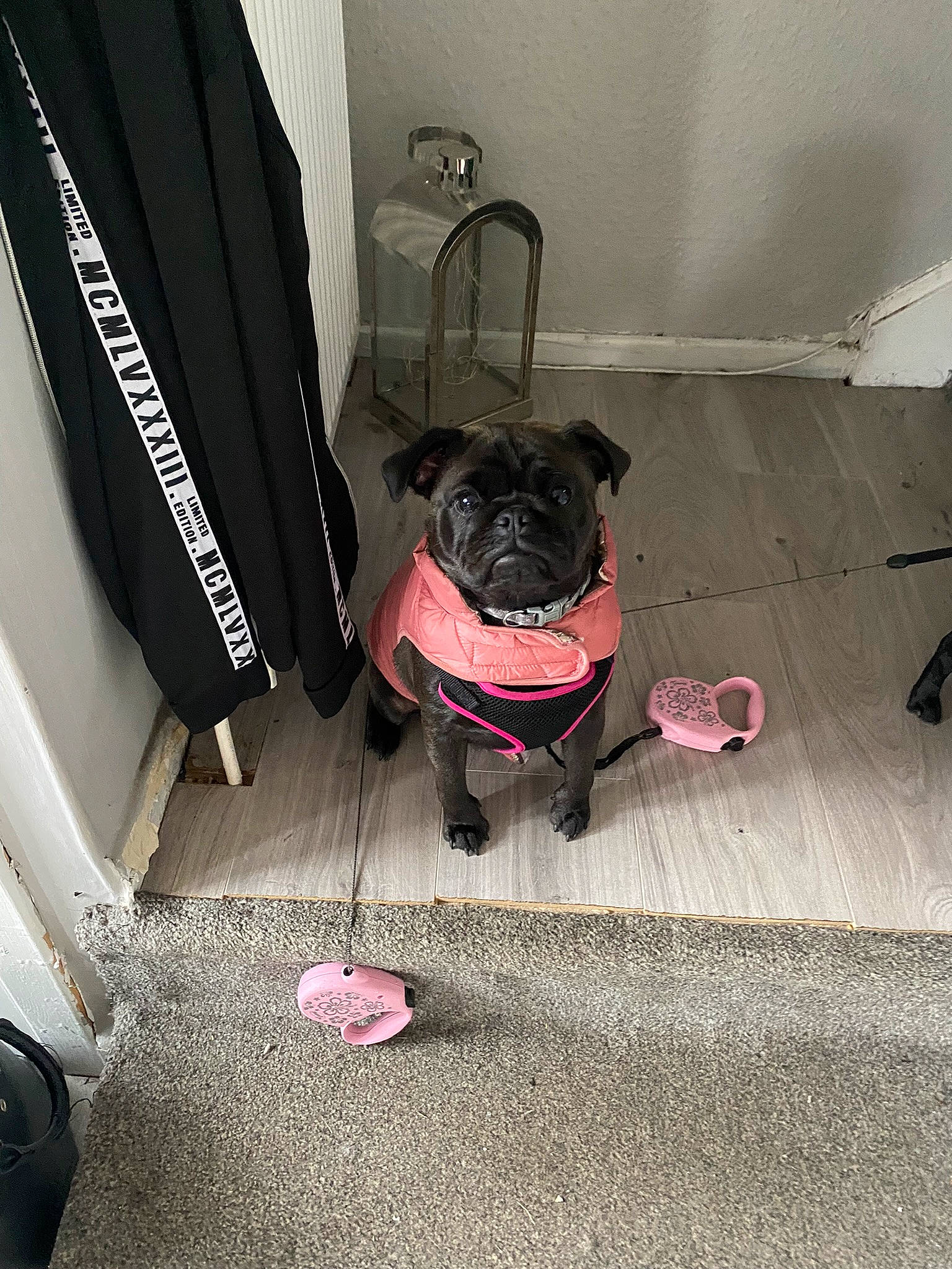 Blu joined the competition — help win amazing prizes! automotive_tire, canidae, carnivore, chair, collar, companion_dog, dog, dog_breed, dog_collar, fawn, floor, flooring, leash, pug, road_surface, snout, sporting_group, tints_and_shades, toy_dog, working_animal