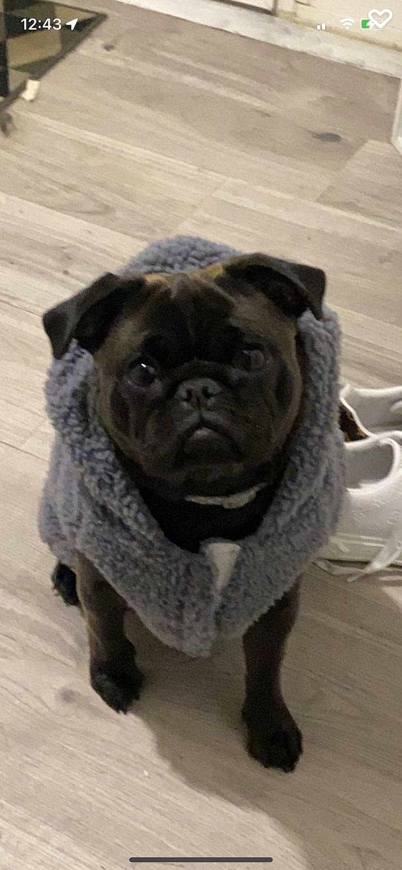 Blu joined the competition — help win amazing prizes! ancient_dog_breeds, canidae, carnivore, companion_dog, dog, dog_breed, dog_collar, fawn, flooring, fur, molosser, pug, puppy, snout, sporting_group, terrestrial_animal, toy_dog, whiskers, working_animal, wrinkle