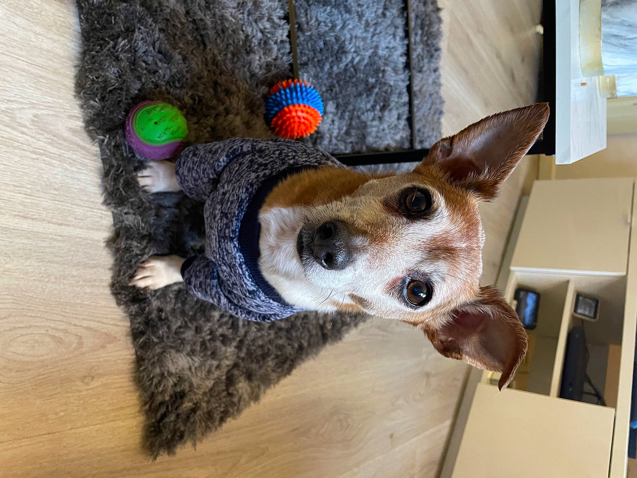 Oscar joined the competition — help win amazing prizes! canidae, carnivore, collar, companion_dog, dog, dog_breed, dog_supply, fawn, felidae, flooring, fur, party_hat, paw, small_to_medium_sized_cats, snout, sporting_group, whiskers, window, wood, working_animal