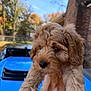 Yankee joined the competition — help win amazing prizes! puppy, dog, animal, cute, fluffy, outdoor, car, blue_car, autumn, tree, brick_wall, pet, young_dog, fur, close_up, hand, nature, sky, portrait, background_blur
