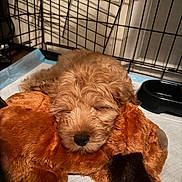 Yankee is registered to the contest to win money with this photo: puppy, dog, sleeping, stuffed_animal, crate, indoor, pet, fur, cozy, resting, cute, animal, toy, soft, brown, napping, closeup, cage, floor, peaceful