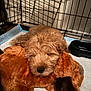puppy, dog, sleeping, stuffed_animal, crate, indoor, pet, fur, cozy, resting, cute, animal, toy, soft, brown, napping, closeup, cage, floor, peaceful